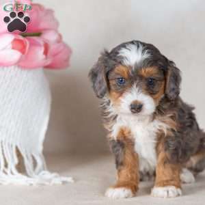 Leo, Mini Bernedoodle Puppy